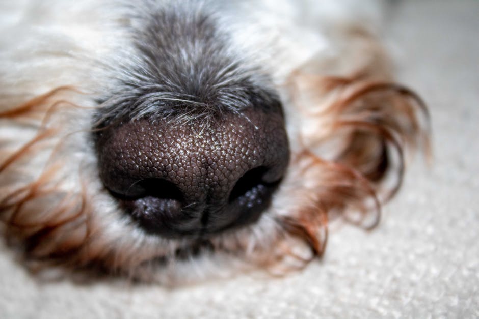 Close-up image of a dog's nose resting on a light-colored carpet, highlighting the textured, dark brown, and moist surface of the nose. The surrounding fur is slightly damp, and the carpet appears clean with a soft, plush surface. The lighting is natural, illuminating the details of the nose's pores and the gentle ripples of the dog's muzzle. This image emphasizes surface cleaning and hygiene related to pet areas within a domestic setting, aligning with professional deep cleaning and sanitisation services offered by Merton Carpet Cleaning in SW19.