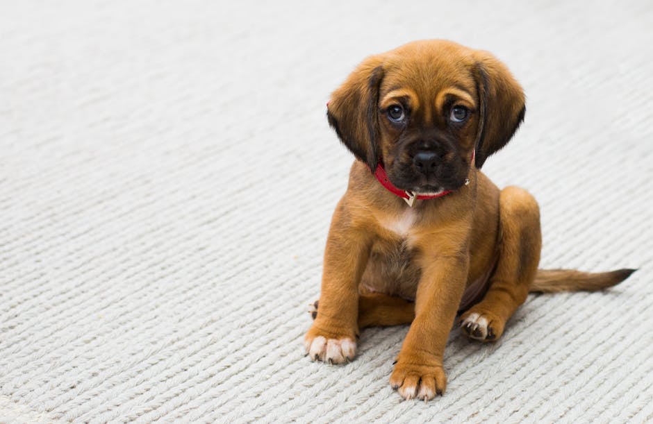 A young brown puppy with expressive blue eyes and a red collar sitting on a light-colored, textured carpet in a room with soft, natural lighting. The carpet appears clean and well-maintained, with visible fiber details. The background is neutral and minimal, emphasizing the puppy as the focal point. This image exemplifies domestic surface cleaning and maintenance, as part of professional solutions for pet-related odours, associated with Merton Carpet Cleaning for addressing persistent pet urine smells in SW19.