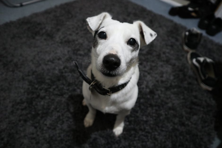 Close-up image of a dog's nose resting on a light-colored carpet, highlighting the textured, dark brown, and moist surface of the nose. The surrounding fur is slightly damp, and the carpet appears clean with a soft, plush surface. The lighting is natural, illuminating the details of the nose's pores and the gentle ripples of the dog's muzzle. This image emphasizes surface cleaning and hygiene related to pet areas within a domestic setting, aligning with professional deep cleaning and sanitisation services offered by Merton Carpet Cleaning in SW19.